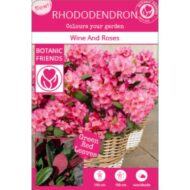 Rhododendron 'Wein & Rosen' - Ø13cm - H20cm – Bild 4