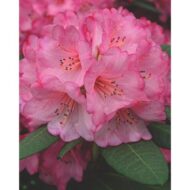 Rhododendron 'Wein & Rosen' - Ø13cm - H20cm – Bild 5