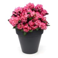 Rhododendron 'Wein & Rosen' - Ø13cm - H20cm – Bild 6