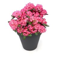 Rhododendron 'Wein & Rosen' - Ø13cm - H20cm – Bild 7