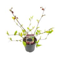 Morus mat. 'Mojo Berrie' - Ø13cm - H10cm