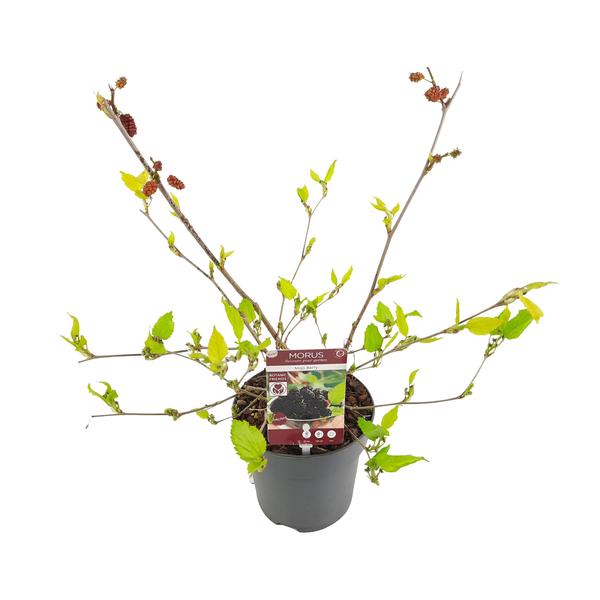 thumbnail_600-759 Morus mat. 'Mojo Berrie' - Ø13cm - H10cm – Bild 1