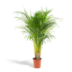 Areca-Palme - Ø21cm - H100cm