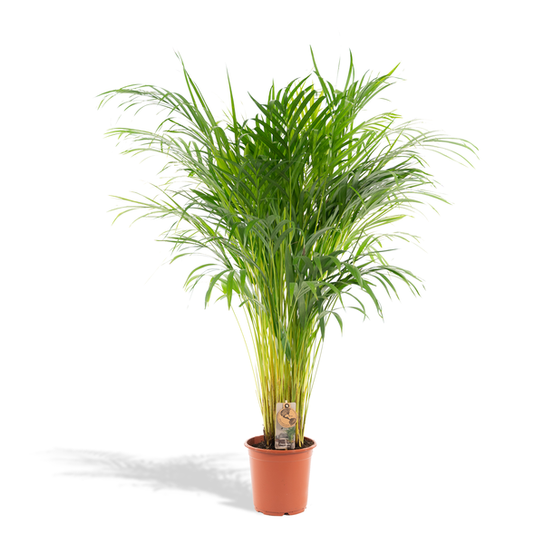 thumbnail_600-76 Areca-Palme - Ø21cm - H100cm – Bild 1
