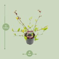 Morus mat. 'Mojo Berrie' - Ø13cm - H10cm – Bild 2