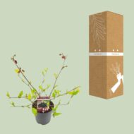 Morus mat. 'Mojo Berrie' - Ø13cm - H10cm – Bild 3