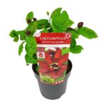 Sinocalycanthus 'Hartlage Wine® - Ø19 - H30cm