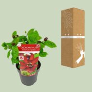 Sinocalycanthus 'Hartlage Wine® - Ø19 - H30cm – Bild 3