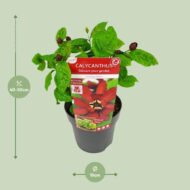Sinocalycanthus 'Hartlage Wine® - Ø19 - H30cm – Bild 6