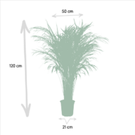 Areca-Palme - Ø21cm - H100cm – Bild 4