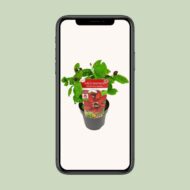 Sinocalycanthus 'Hartlage Wine® - Ø19 - H30cm – Bild 8