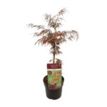 Acer Palm. 'Garnet' - Ø19cm - H40cm