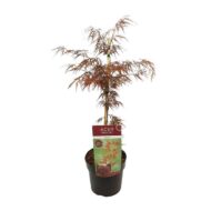 Acer Palm. 'Garnet' - Ø19cm - H40cm – Bild 5