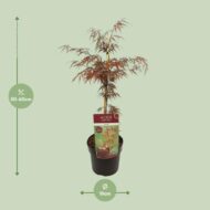 Acer Palm. 'Garnet' - Ø19cm - H40cm – Bild 7
