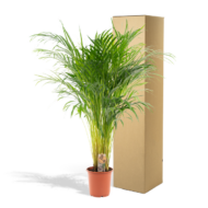 Areca-Palme - Ø21cm - H100cm – Bild 5
