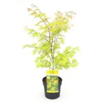 Acer palm. 'Anne Irene' - Ø19cm - H40cm