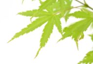 Acer palm. 'Anne Irene' - Ø19cm - H40cm – Bild 2