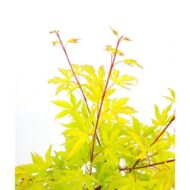 Acer palm. 'Anne Irene' - Ø19cm - H40cm – Bild 3