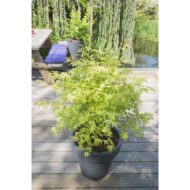 Acer palm. 'Anne Irene' - Ø19cm - H40cm – Bild 4