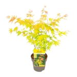 Acer palmatum Orange Dream - Ø15cm - H30cm