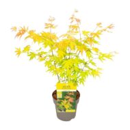 Acer palmatum Orange Dream - Ø15cm - H30cm – Bild 5