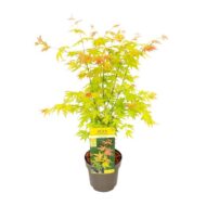 Acer palmatum Orange Dream - Ø19cm - H50cm