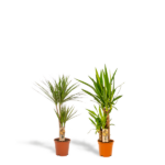 Dracaena H70cm - Ø17cm + Yucca H90cm - Ø17cm