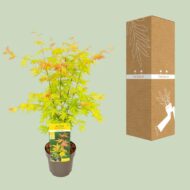 Acer palmatum Orange Dream - Ø19cm - H50cm – Bild 8
