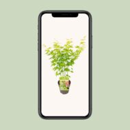 Acer palmatum Going Green - Ø15cm - H30cm – Bild 4