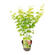 Acer palmatum Going Green - Ø15cm - H30cm – Bild 5
