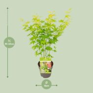 Acer palmatum Going Green - Ø15cm - H30cm – Bild 6