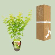 Acer palmatum Going Green - Ø15cm - H30cm – Bild 7