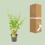 Acer palmatum Going Green - Ø19cm - H50cm – Bild 3