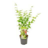 Acer palmatum Going Green - Ø19cm - H50cm – Bild 5