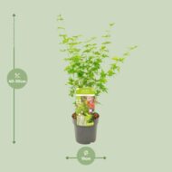Acer palmatum Going Green - Ø19cm - H50cm – Bild 7