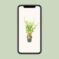 Acer palmatum Going Green - Ø19cm - H50cm – Bild 9