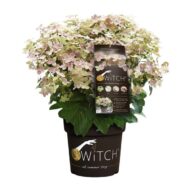 Hydrangea pan. '(S)witch Ophelia' - Ø19cm - H25cm – Bild 5