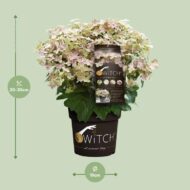 Hydrangea pan. '(S)witch Ophelia' - Ø19cm - H25cm – Bild 7