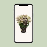 Hydrangea pan. '(S)witch Ophelia' - Ø19cm - H25cm – Bild 9