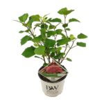 Hydrangea arbo. 'Pink Annabelle' - Ø19cm - H30cm