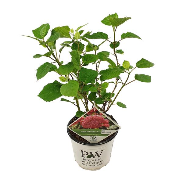 thumbnail_600-829 Hydrangea arbo. 'Pink Annabelle' - Ø19cm - H30cm – Bild 1