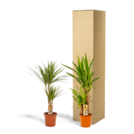 Dracaena ↨70cm - Ø17cm + Yucca ↨90cm - Ø17cm – Bild 6