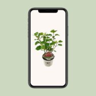 Hydrangea arbo. 'Pink Annabelle' - Ø19cm - H30cm – Bild 4