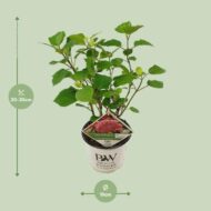 Hydrangea arbo. 'Pink Annabelle' - Ø19cm - H30cm – Bild 7