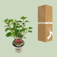 Hydrangea arbo. 'Pink Annabelle' - Ø19cm - H30cm – Bild 8