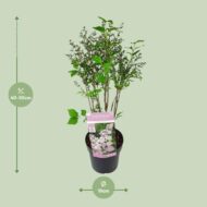 Syringa pat. 'Violet Uprising' - Ø19cm- H35cm – Bild 2