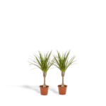 2x Dracaena - H60cm - Ø14cm
