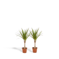 2x Dracaena - H60cm - Ø14cm