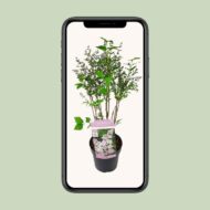 Syringa pat. 'Violet Uprising' - Ø19cm- H35cm – Bild 4