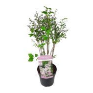 Syringa pat. 'Violet Uprising' - Ø19cm- H35cm – Bild 5